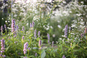 Purple Anise Hyssop Flowers frame a Bokeh Background of White Daisies in the Garden