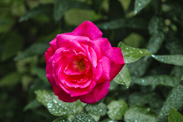 Red rose on a sunny day. A bush of red roses in the garden. A red rose flower blooms on a green blurry background. Selective focus.