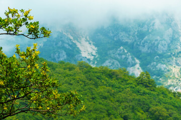 beautiful landscape in the mountains, clouds, forest on the hillsides