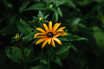Bright floral background. Rudbekiya in landscape design. Rudbeckia with yellow flowers blooms in the garden in summer. Floral background with large yellow rudbeckia flowers. Selective focus.