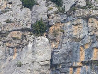 
The bearded vulture (Gypaetus barbatus), also known as the lammergeier (or lammergeyer) or ossifrage, is a bird of prey and the only member of the genus Gypaetus. Old World Vulture.