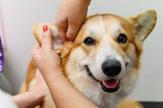 Woman cleans the ears of a welsh corgi pembroke dog