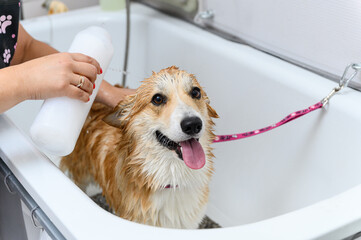 Funny portrait of a welsh corgi pembroke dog showering with shampoo. - 638037902