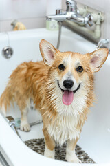 Wet dog stands in the bathroom after bathing. - 638037931