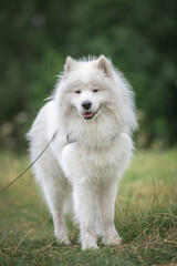 Portrait of a beautiful purebred samoyed outdoors.