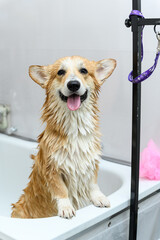 Wet dog stands on its hind legs in the bathroom after bathing.