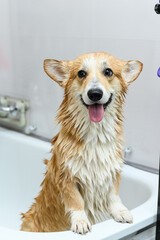 Wet dog stands on its hind legs in the bathroom after bathing. - 638037956