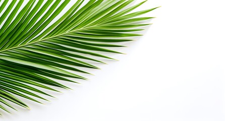 Green palm leaf on white background. Flat lay, top view.