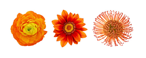 Set of different orange flowers (ranunculus; gazania; leucospermum) isolated on white or transparent background. Top view.