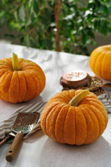 Whole pumpkins on the table. A sunny day. Decorated with textiles and kitchen equipment. Autumn harvest