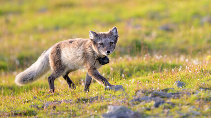 Arctic fox (Vulpes lagopus) with radio collar for research