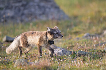 Arctic fox (Vulpes lagopus) with radio collar for research