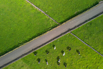 Vacas leiteiras no prado de erva fresca nos Açores 