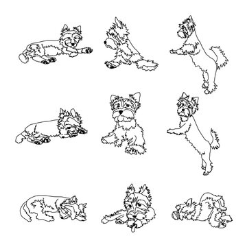 Yorkshire terrier line drawings set. The image of a small dog in different poses
