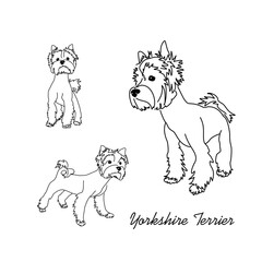 Set of four walking poses of the Yorkshire Terrier. Linear sketches of a small dog