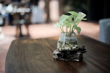 Dieffenbachia plant with unique glass vase pot, home decoration on the table