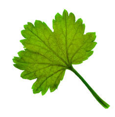 Young green currant leaves, isolated on transparent without shadow. PNG. Alternative medicine. herbal medicine.