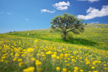 Tree and yellow flowers in mountain meadow - 638044783