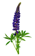 blooming purple,  lilac lupines isolated on transparent without shadow. PNG - obrazy, fototapety, plakaty