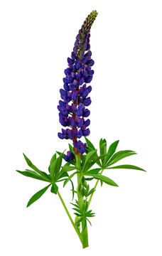 blooming purple,  lilac lupines isolated on transparent without shadow. PNG