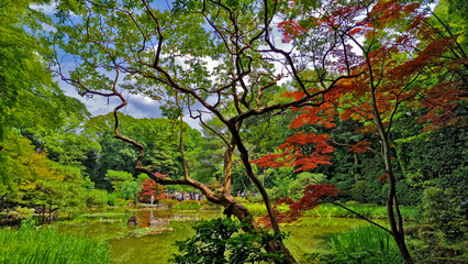 A wonderful Japanese garden in Kyoto, Japan