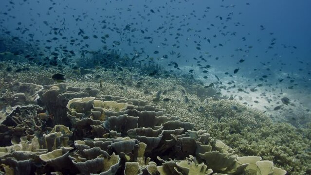 School of Chromis (Chromis) Damsel, swimming in a intact coral reef. Tracking shot over the coral reef, Raja Ampat, Indonesia, slow motion, Asia