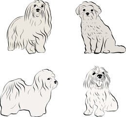 Coton de Tulear Dog Breed collection. Sitting, standing pose, black and white dog sketch. Logo design, dog silhouette, outlines, dog stroke. Pet character postcard art. Funny pet mascot line art.