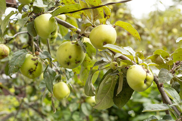 harvest of apples on a branch in the garden
