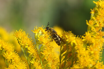 Closeup soldier fly the flecked general (Stratiomys singularior), family Soldierflies (Stratiomyidae). Flowering Canada goldenrod (Solidago Canadensis). Dutch garden. Summer, August