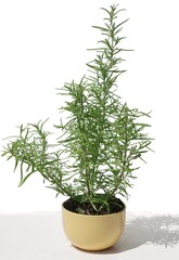rosemary herb growing in pot in my kitchen