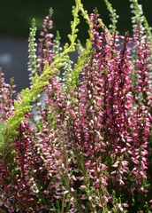 heather plants with white or lila flowers close up