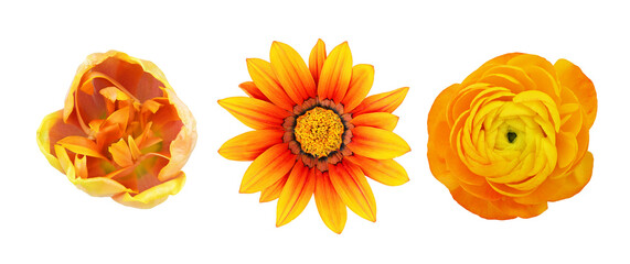 Set of different orange flowers (gazania; ranunculus; tulip) isolated on white or transparent background. Top view.