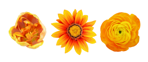 Set of different orange flowers (gazania; ranunculus; tulip) isolated on white or transparent background. Top view.