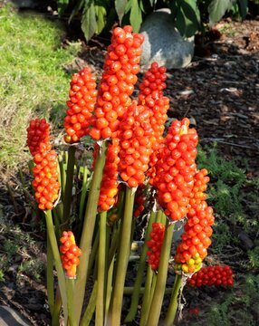 Arum italicum toxic,decorative plants in the garden