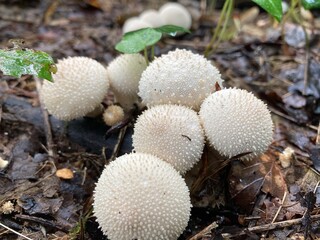 mushrooms in the forest