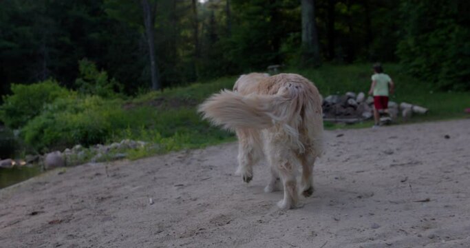 Golden retriver dog follows young boy along lake beach playing