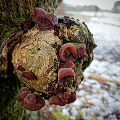 mushrooms on a tree