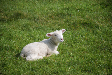 Naklejka na ściany i meble Lamb basking in the sun