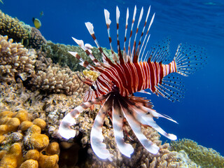 Beautiful lionfish in the coral reef of the Red Sea