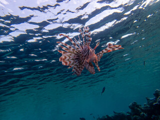 Beautiful lionfish in the coral reef of the Red Sea