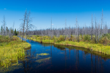 Tranquil river in Wood Buffalo National Park, Northwest Territories, Canada