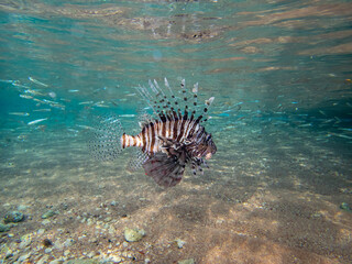Naklejka na ściany i meble Beautiful lionfish in the coral reef of the Red Sea