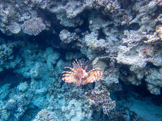 Beautiful lionfish in the coral reef of the Red Sea