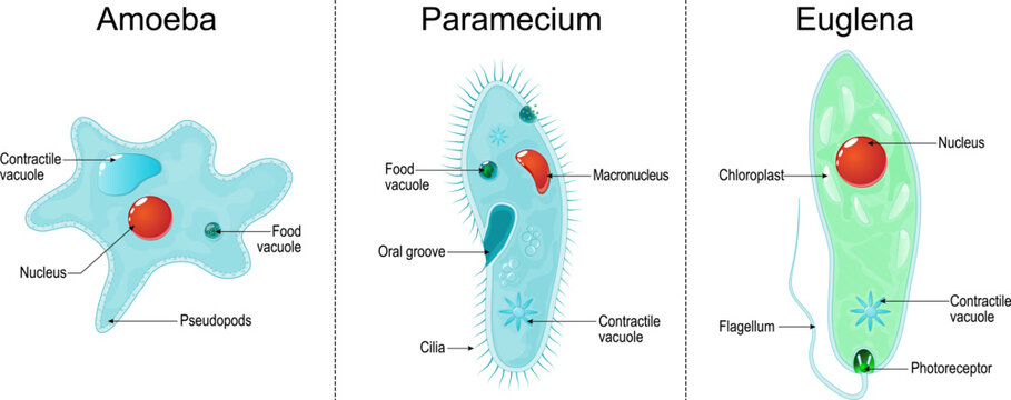 aramecium ciliate, amoeba and Euglena