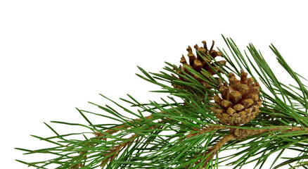 pine branch with cones, isolated on transparent without shadow. PNG. Close-up. Christmas. New Year.
