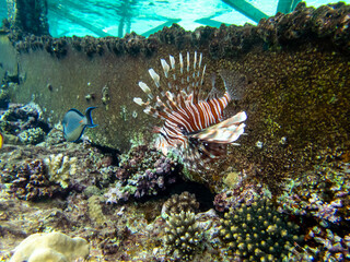 Beautiful lionfish in the coral reef of the Red Sea