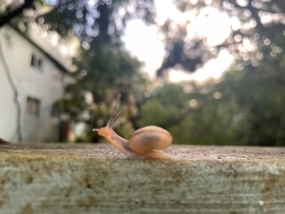little snail in the rain