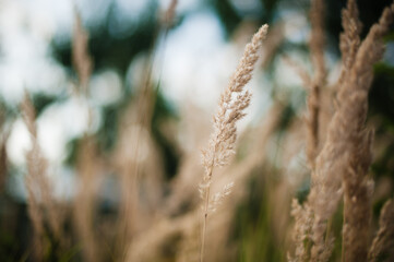 Fototapeta premium reeds in the wind