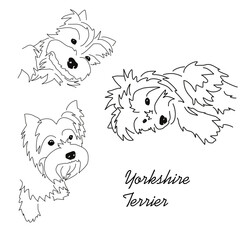 Set of lying poses of the Yorkshire Terrier. Linear sketches of a small dog