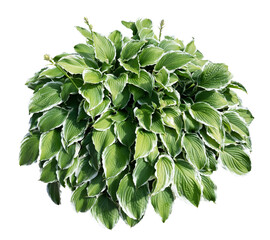 Hosta plant bush in sunny day isolated on transparent background